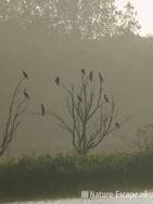 Aalscholvers in boom, mist, tegenlicht Hijm NHD Castricum 2