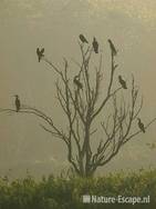 Aalscholvers in boom, mist, tegenlicht Hijm NHD Castricum 3
