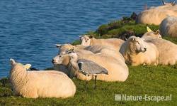 Blauwe reiger tussen schapen Zwmp6