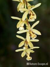 Orchidee, detail bloem Orchideeënhoeve 1 060209