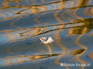 Grauwe gans, veer op water, reflectie riet Hijm NHD Castricum 1 180309