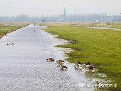 Grauwe ganzen bij inundatie, bij fort Krommeniedijk, langs Lagendijk Uitgeest 1 140309