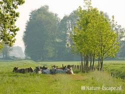 Koeien, roodbont, in landschap, Westbroekroute 1 020509