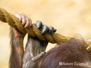Borneo orang oetan, handen moeder en kind, Burgers Zoo 280709