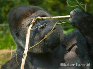 Westelijke laagland gorilla, met tak, Burgers Zoo 1 280709