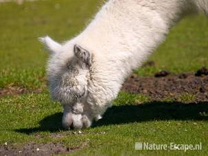 Alpaca, grazend, Van Blanckendaell Park 120609