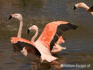 Chileense flamingo's, Van Blanckendaell Park 1 120609