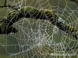 Spinnenwebben met mistdruppeltjes, AWD1 231009