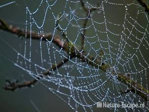 Spinnenweb,met mistdruppeltjes, AWD1 231009