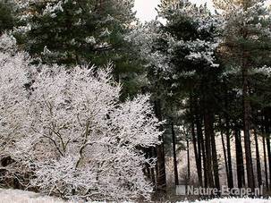 Besneeuwde bomen, voor besneeuwde dennen, NHD Castricum 1 020110