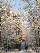 Bospad, met sneeuw bedekt, NHD Castricum 1 020110