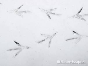 Pootafdrukken van een reiger, in sneeuw op ijs, Zwanenwater 1 130210