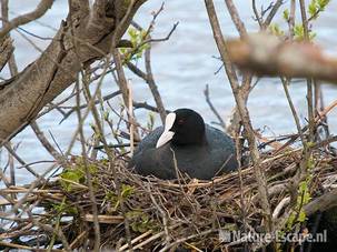 Meerkoet, op nest, Vogelmeer NPZk1 040510