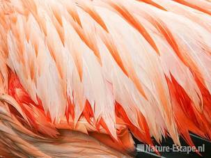 Chileense flamingo, detail veren, Dierenpark Wissel 1 290710
