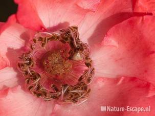 Roos, detail natte bloem, De Broenshof 7 280710