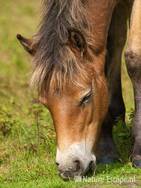 Exmoor pony, veulen, grazend, NHD Bergen 3 110910