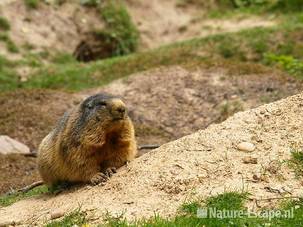 Marmot, Wildpark Gangelt 1 110811