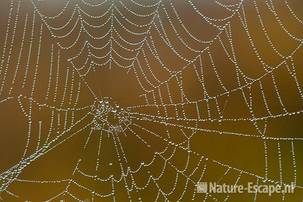 Spinnenweb, met dauwdruppels, NHD Castricum 1 300911