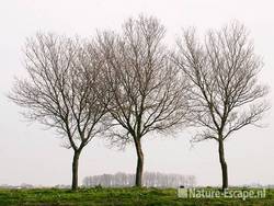 Drie bomen, Groenedijk Assendelft 051111