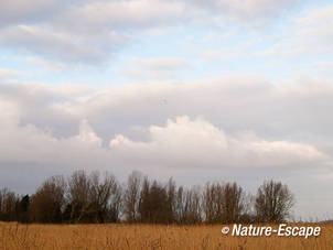 Bomen en wolken, langs Zwaansmeerpad, Zwmp1 140112