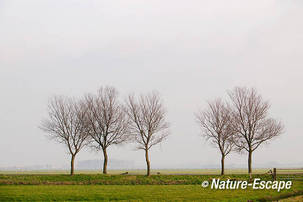 Bomen langs de Groenedijk, Assendelft 1 290112