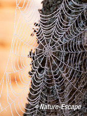 Spinnenweb, met rijp, tegen een abeel, NHD Castricum 2 060412