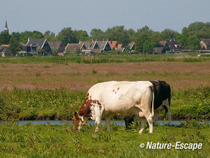 Koeien, in de Krommenieer Woudpolder 1 020612