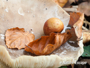 Herfsttafereel, op de hoed van een paddenstoel, NHD Hkerk1 261012