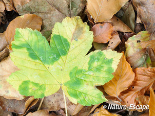 Gewone esdoorn, herfstblad op bosbodem, NHD Castricum 1 261012