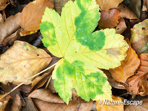 Gewone esdoorn, herfstblad op bosbodem, NHD Castricum 2 261012