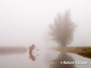 Riet, in de mist, Krommeniedijk 1 241112