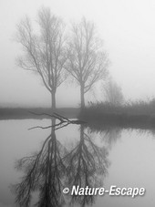 Bomen, in de mist, Krommeniedijk 2 zw-w 241112