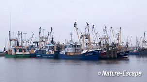 Vissersboten, na zonsondergang,  haven van Lauwersoog 5 050113