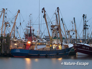 Vissersboten, na zonsondergang,  haven van Lauwersoog 4 050113