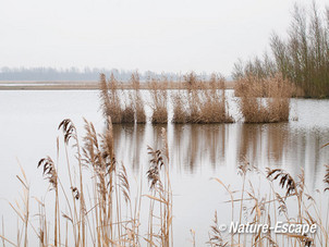 Rietpollen, in het water, Lauwersmeer 2 050113