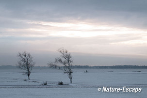 Twee bomen, in besneeuwde polder, Camperduin 2 090213