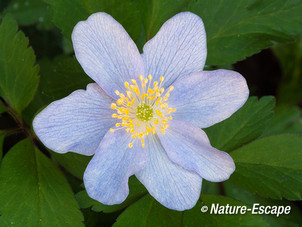 Blauwe bosanemoon, detail bloem, in de achertuin 1 010513