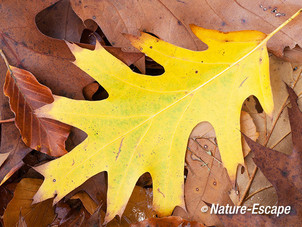 Amerikaanse eik, herfstblad, geel blad, tussen bruin blad, Speulderbos 1 261013