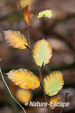 Beuk, gekleurd herfstblad, NHD Bergen 1 111113