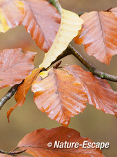 Beuk, herfstblad, gekleurd blad, Speulderbos 2 161113