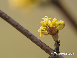 Gele kornoelje, bloemen, bloei, NHD Castricum 7 170214