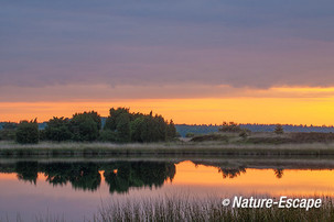 Jeneverbessen, in landschap, bij zonsopkomst, Dwingelderveld 2 300514