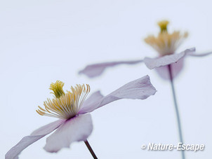 Bosrank, Clematis montana 'Mayleen' bloemen, bloei, tB2 260414