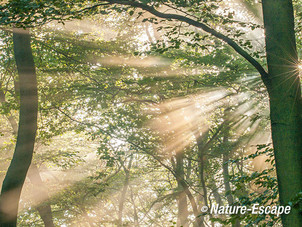 Zonlicht, zonnestralen, zonneharp, door boomkruinen, Deelerwoud 4 270914