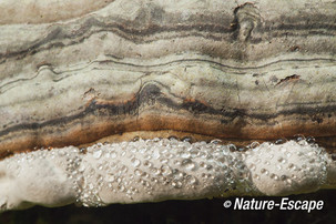 Tonderzwam, detail rand hoed met waterdruppels, Nationaal Park Veluwezoom 1 230814