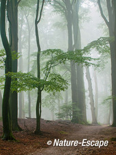 Bos in mist, mistig bos, Nationaal Park Veluwezoom 7 230814