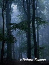 Bos in mist, mistig bos, Nationaal Park Veluwezoom 6 230814