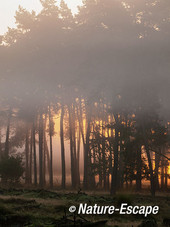 Opkomende zon, zonsopkomst, door mist bij dennenbosje, Deelerwoud 7 270914