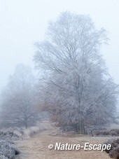 Berk, vorst en mist, Ermelosche Heide 3v2 261116