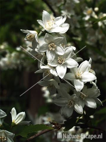 Bruidsbloem bloei 4